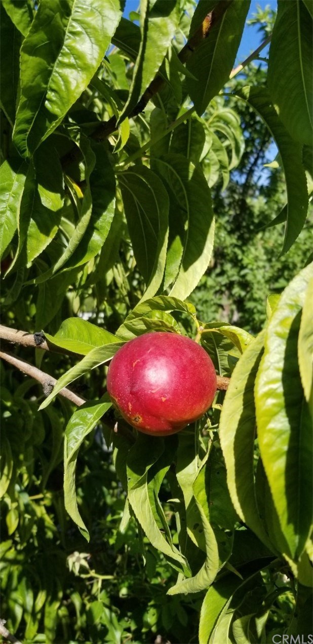 1640 Hillside Avenue Norco, CA 92860 - Photo 70 of 75