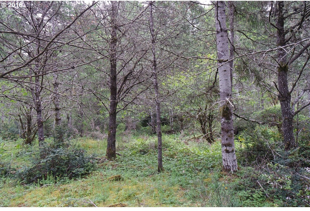 East Pinedirosa Road Union, WA 98592 - Photo 21 of 28 Gallery Image 21