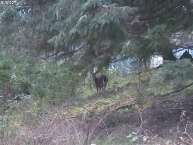 2203 Plat I Road Sutherlin, OR 97479 - Photo 7 of 16