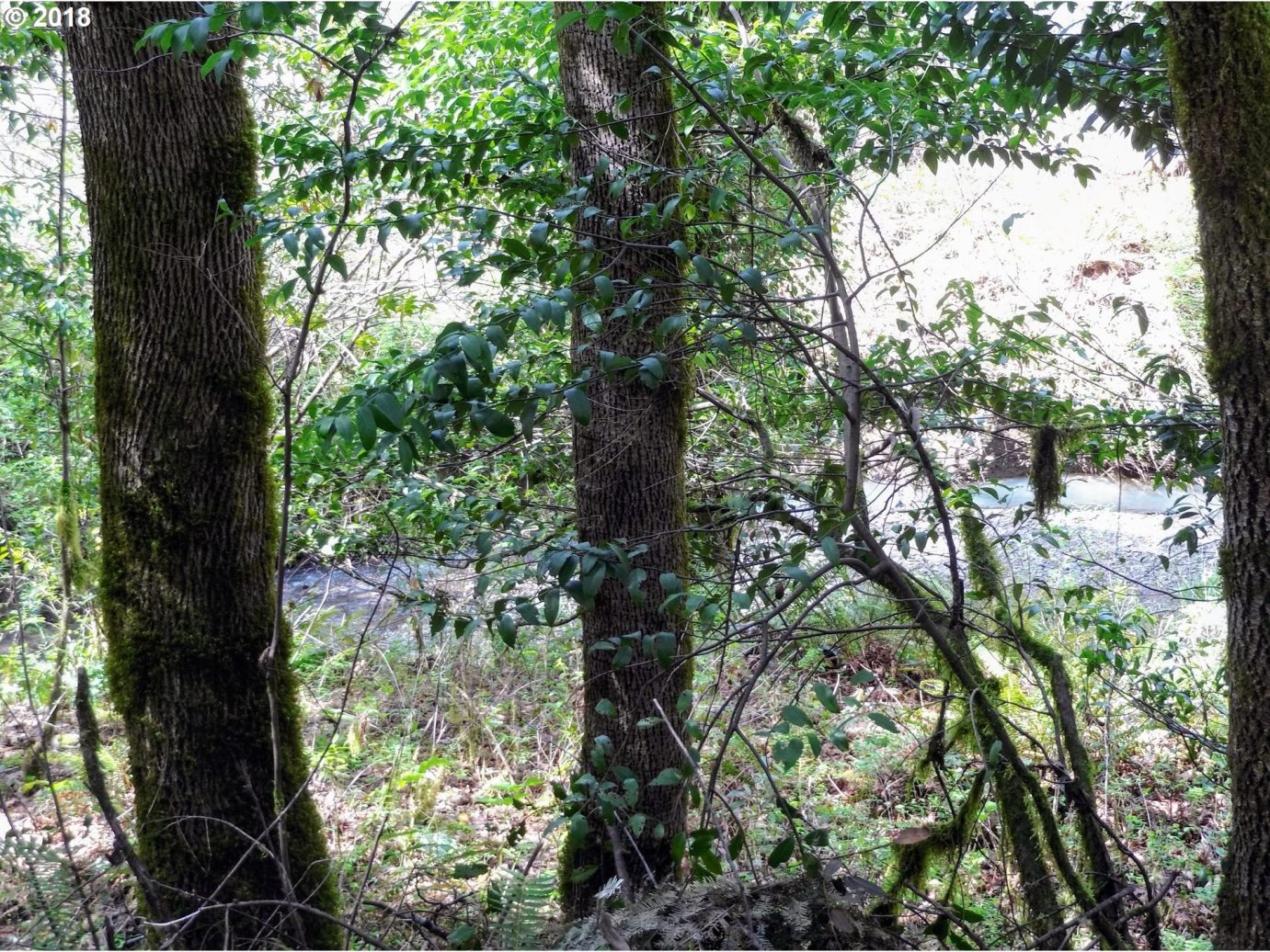 1302 Kent Creek Road Winston, OR 97496 - Photo 14 of 32 Gallery Image 14