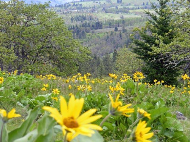 Carroll Road Mosier, OR 97040 - Photo 12 of 16 Gallery Image 12