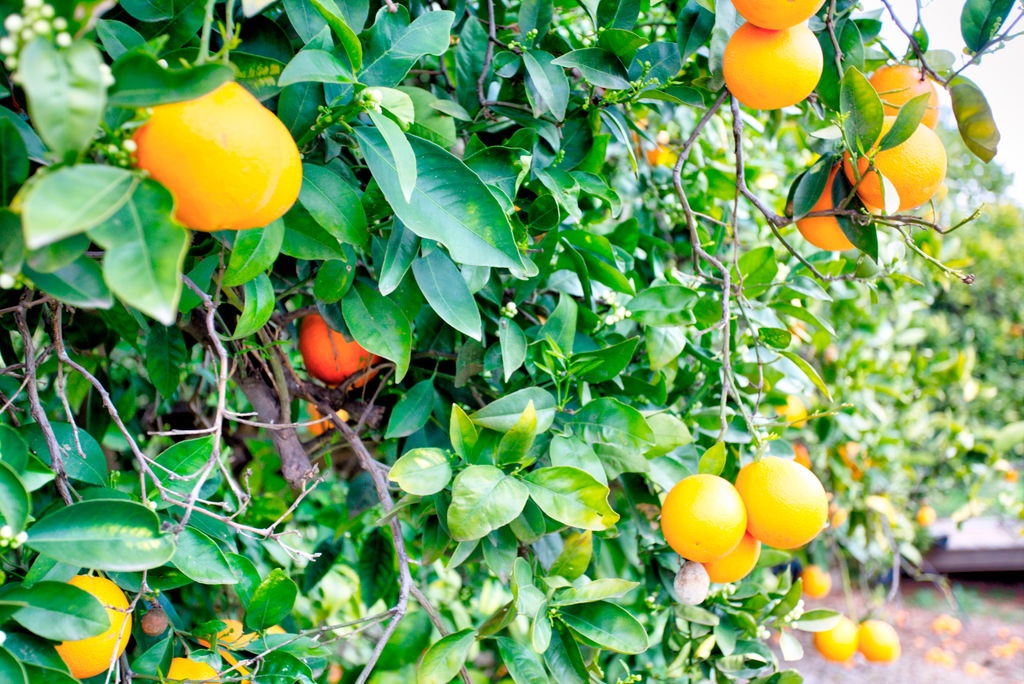 29805 Anthony Road Valley Center, CA 92082 - Photo 25 of 25