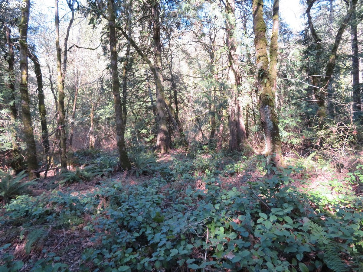 East Benson Loop Road Shelton, WA 98584 - Photo 16 of 27 Gallery Image 16