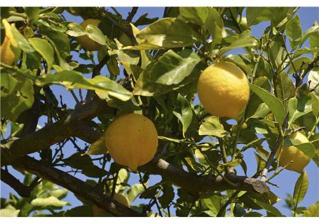 337 Spanish Spur Fallbrook, CA 92028 - Photo 13 of 25 Family fruit trees