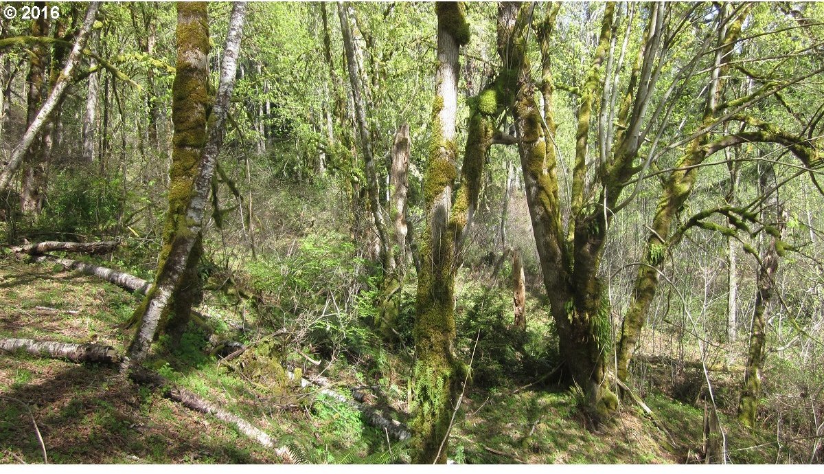 Northeast North Shore Road Belfair, WA 98528 - Photo 11 of 26