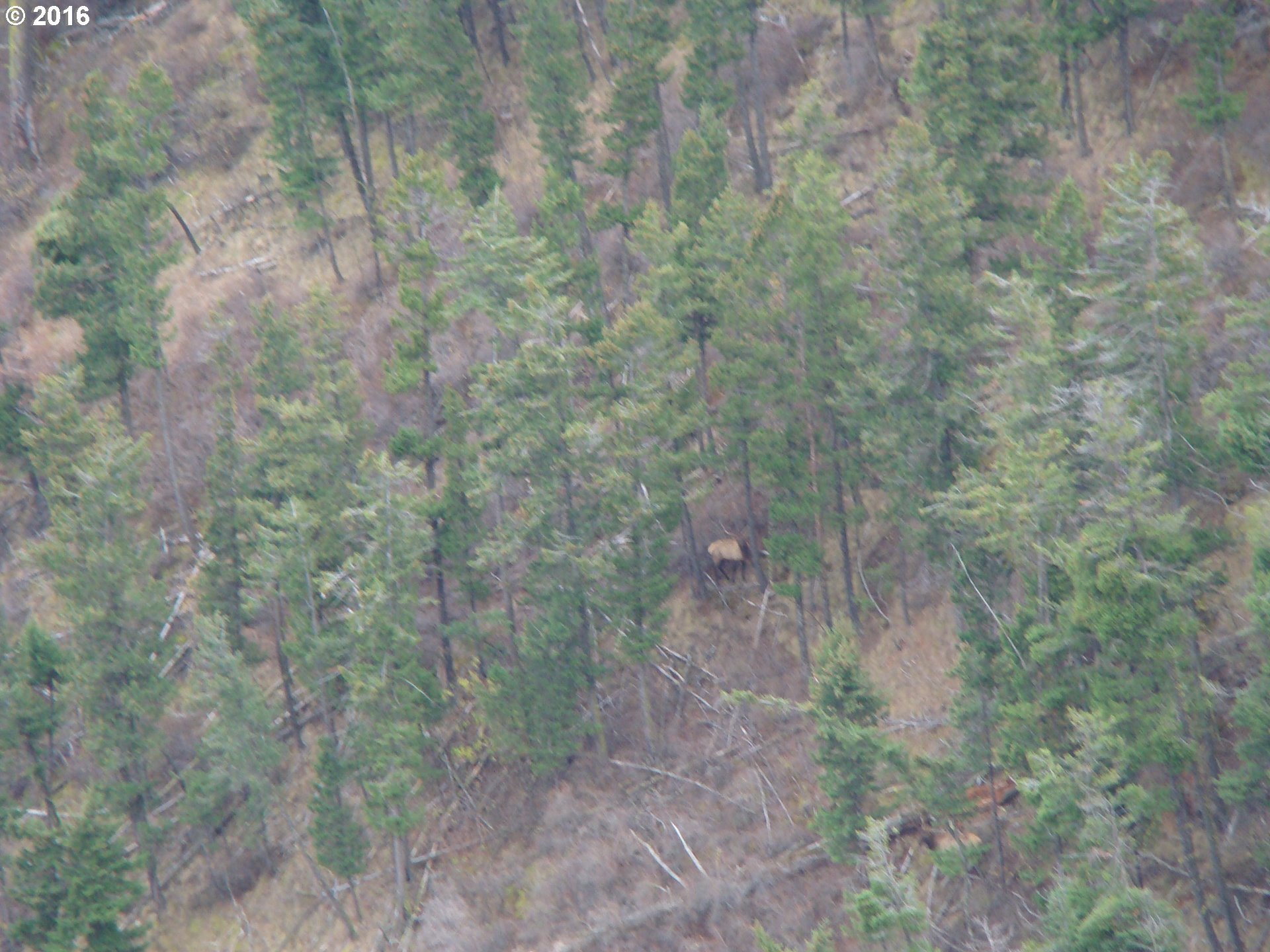 0 Trail Creek Road Joseph, OR 97846 - Photo 14 of 17 Gallery Image 14