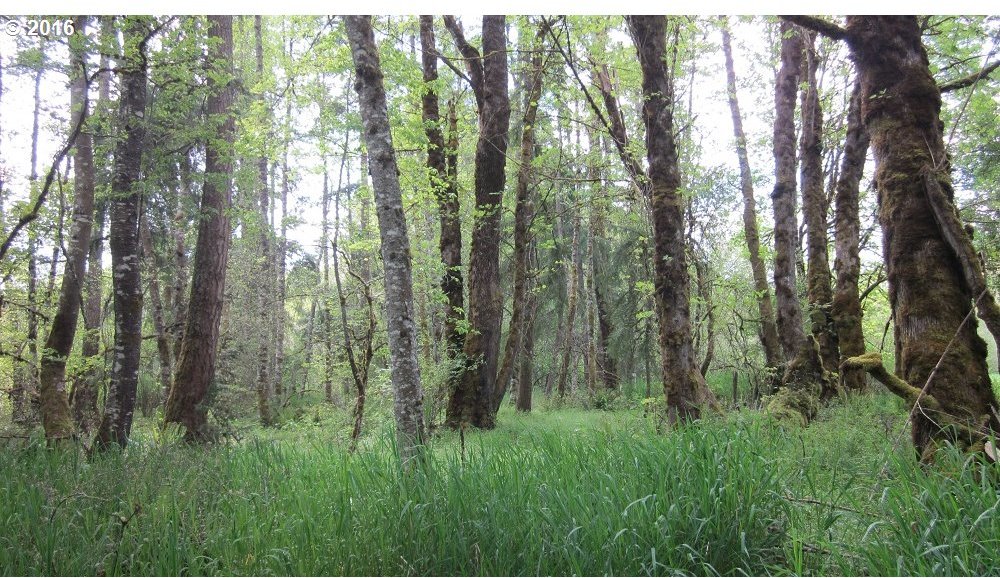 Walker Road Toledo, WA 98591 - Photo 5 of 27