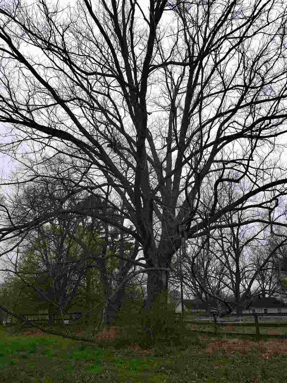 0 Asbury Glimp Road Ripley, TN 38063 - Photo 10 of 11 Gallery Image 10