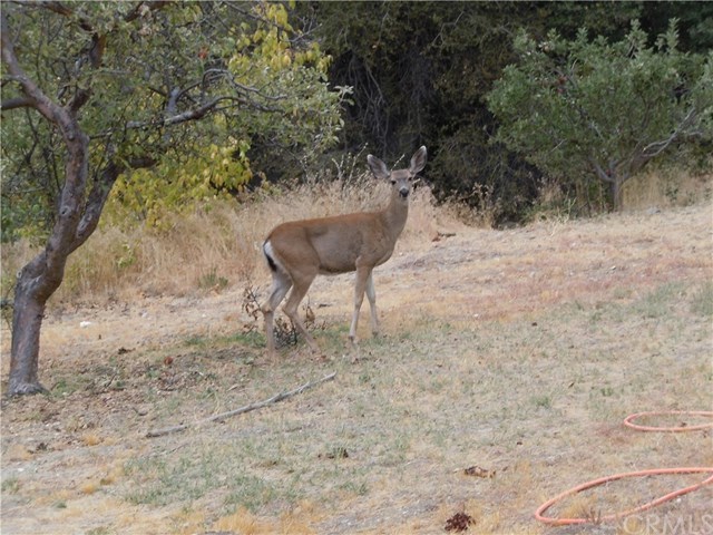 39804 Pine Bench Road Oak Glen, CA 92399 - Photo 18 of 26