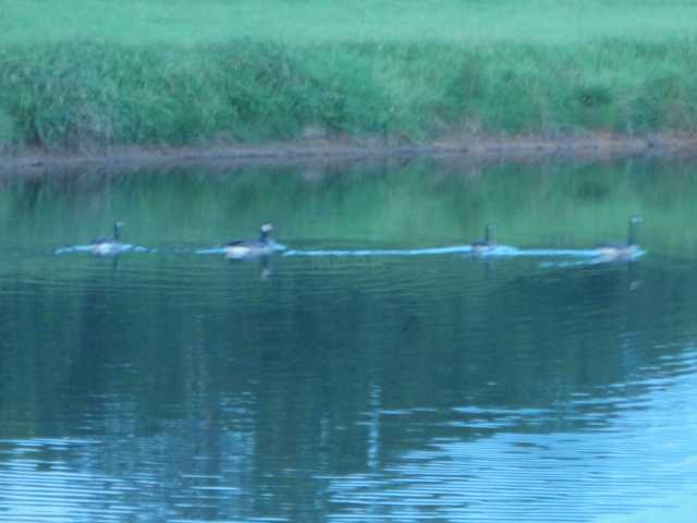 148 Jackson Road Senatobia, MS 38668 - Photo 24 of 25 DUCKS ENJOYING A WARM SUMMER DAY IN THE LAKE.