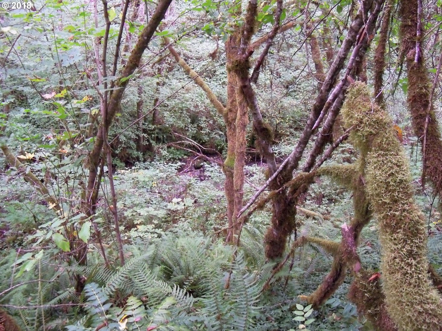 36504 Northeast Thompson Road Yacolt, WA 98675 - Photo 22 of 32 Gallery Image 22