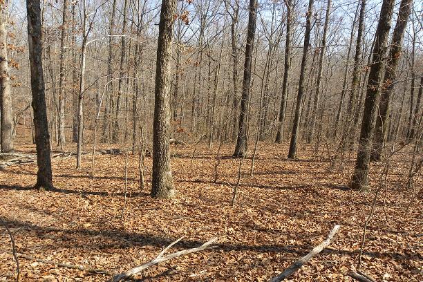 0 Lost Arrowhead Road Hohenwald, TN 38462 - Photo 5 of 12 Gallery Image 5