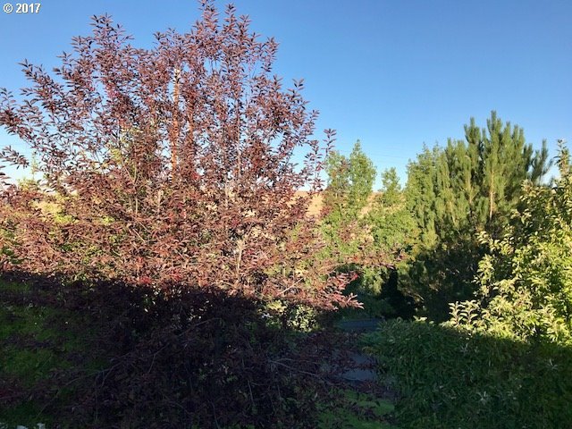 37 Northeast Mt Hebron Drive Pendleton, OR 97801 - Photo 10 of 27