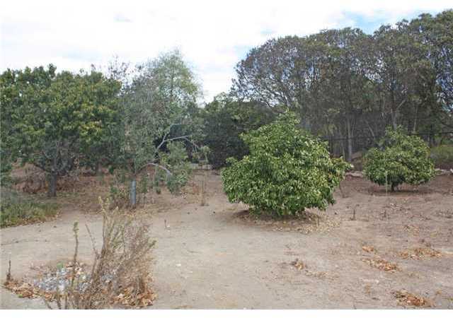 12054 Betsworth Road Valley Center, CA 92082 - Photo 20 of 25 Fruit trees.