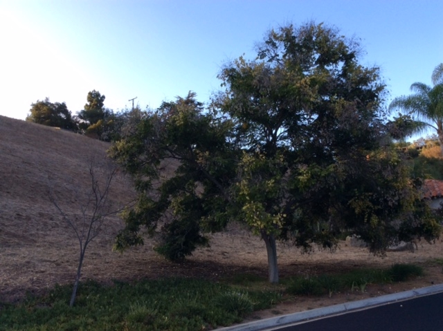 Secret Lake Lane Fallbrook, CA 92028 - Photo 4 of 9