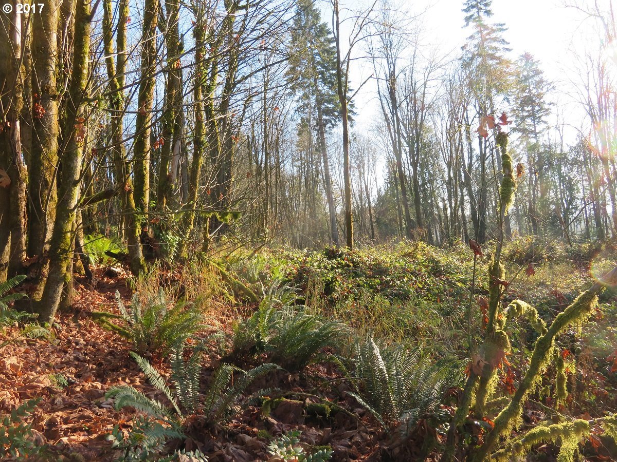 Clark Creek Road Longview, WA 98632 - Photo 20 of 32 Gallery Image 20