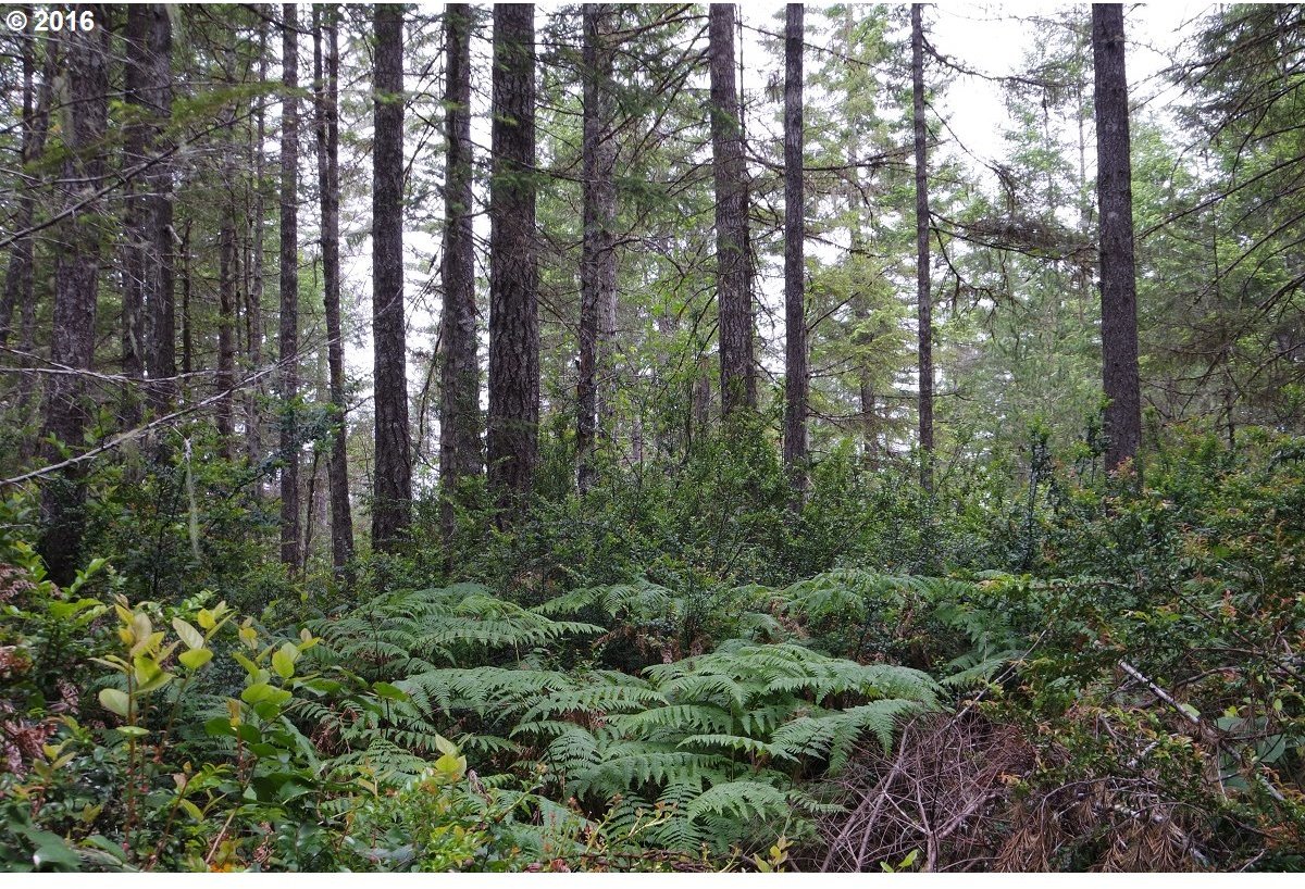 East Pinedirosa Road Union, WA 98592 - Photo 28 of 28 Gallery Image 28