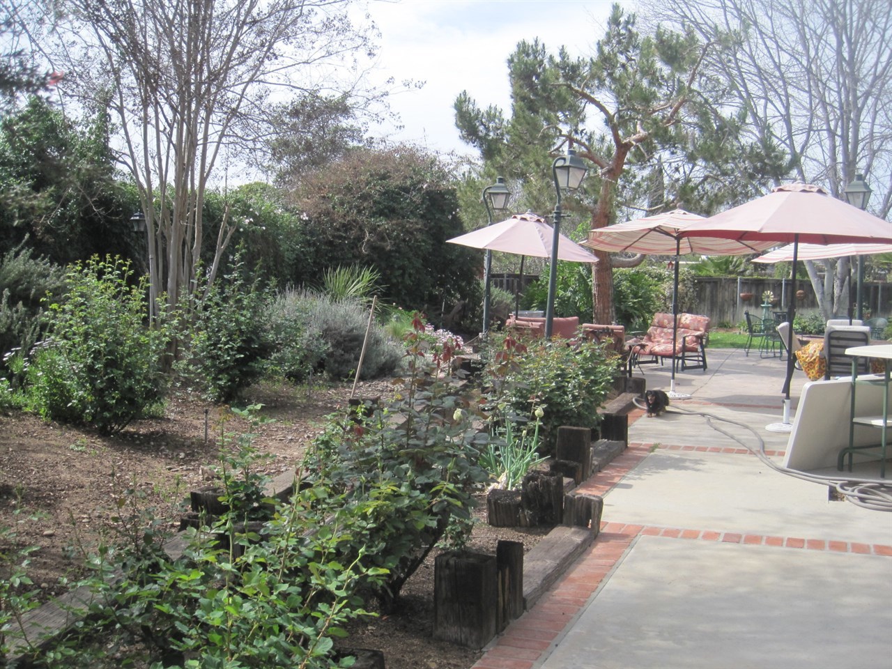1173 Rees Road Escondido, CA 92026 - Photo 22 of 25 Beautiful Rose Bushes
