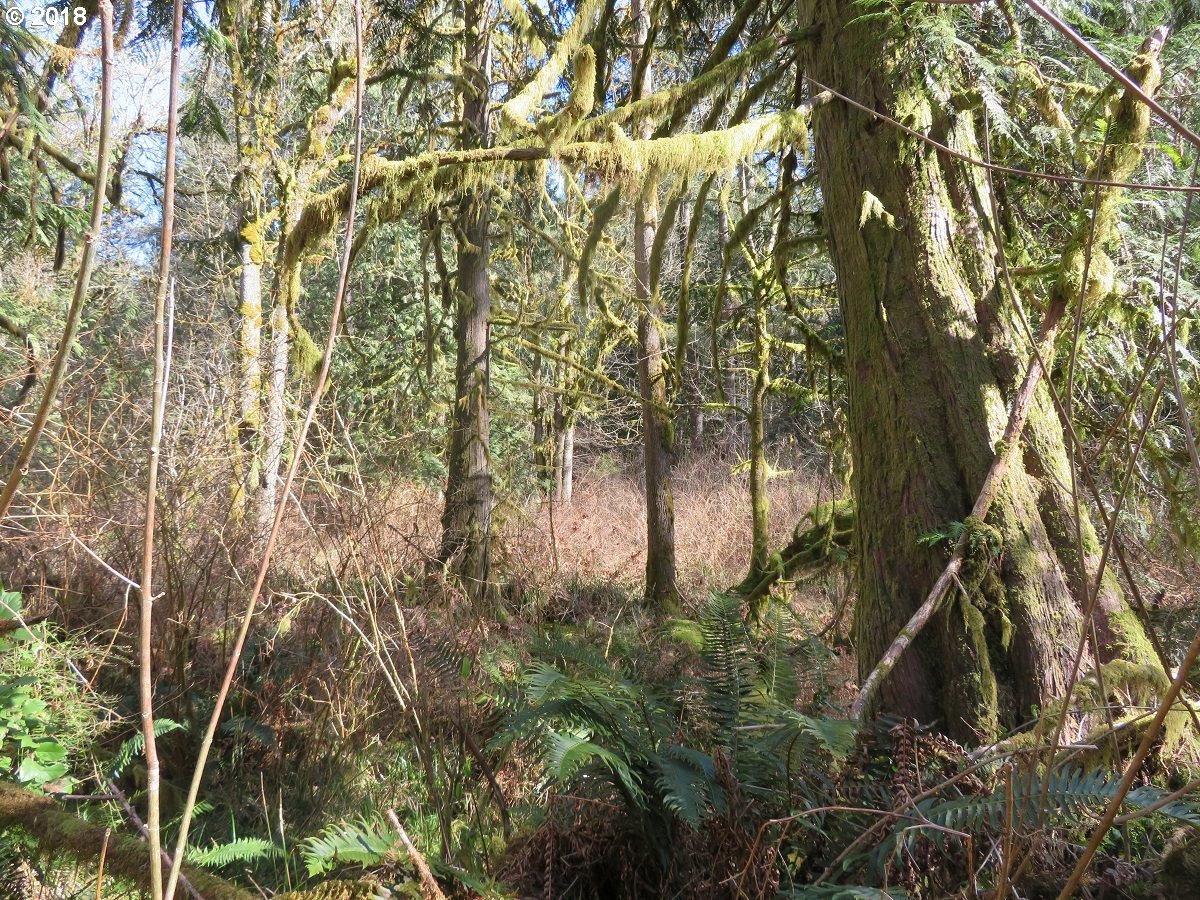 East Benson Loop Road Shelton, WA 98584 - Photo 12 of 27 Gallery Image 12
