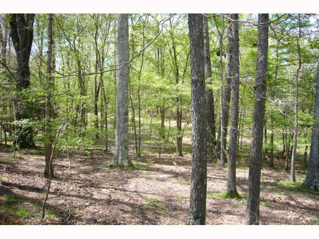 635 Rose Road Somerville, TN 38068 - Photo 7 of 10 Standing timber for wildlife habitats