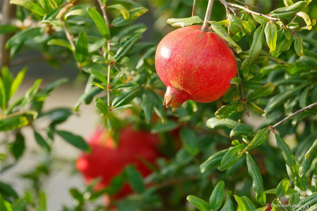 25652 El Chaval Place Temecula, CA 92590 - Photo 63 of 74