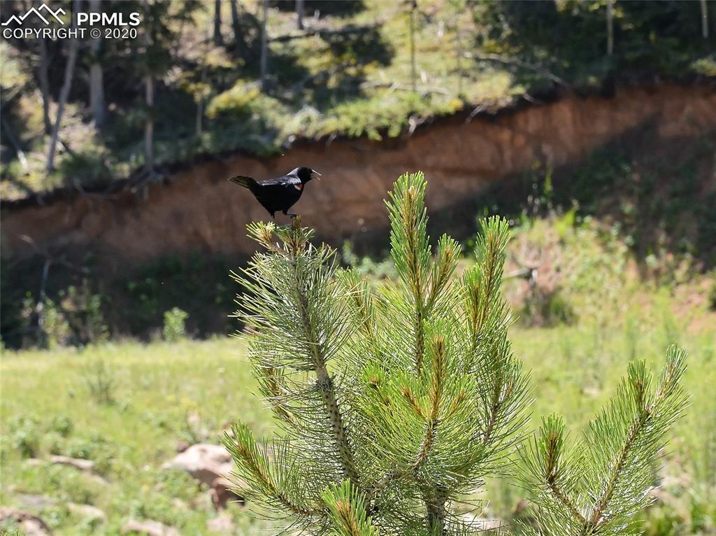 87 Apache Trail Divide, CO 80814 - Photo 15 of 20 Some of the wildlife around Shadow Lake - here we see a red wing blackbird.