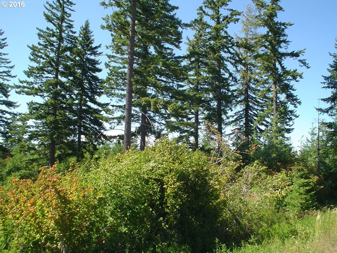 Snowden Cutoff Road White Salmon, WA 98672 - Photo 14 of 15