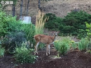 10958 Southeast Valley View Terrace Happy Valley, OR 97086 - Photo 26 of 32