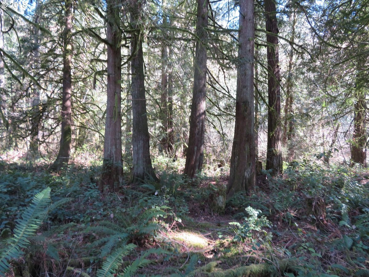 East Benson Loop Road Shelton, WA 98584 - Photo 18 of 27 Gallery Image 18