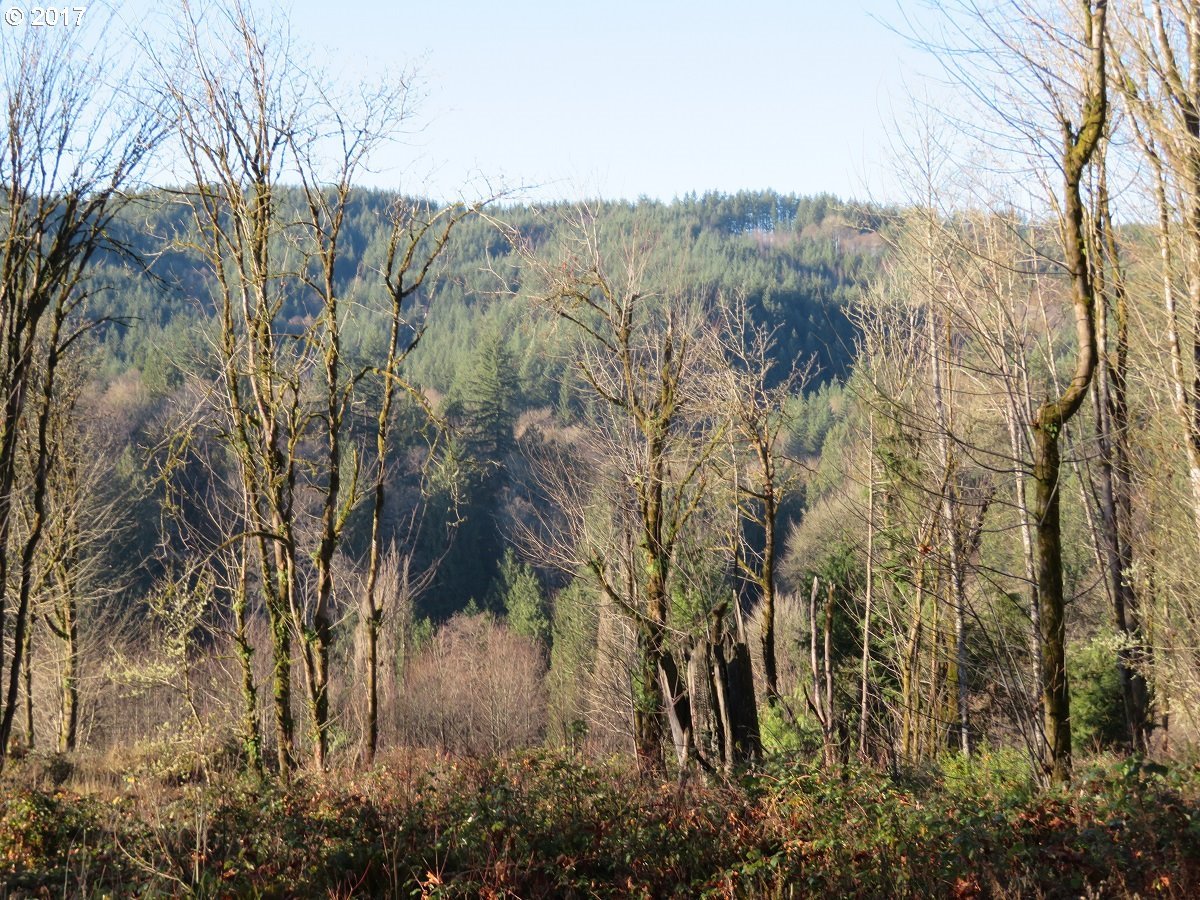 Clark Creek Road Longview, WA 98632 - Photo 15 of 32 Gallery Image 15