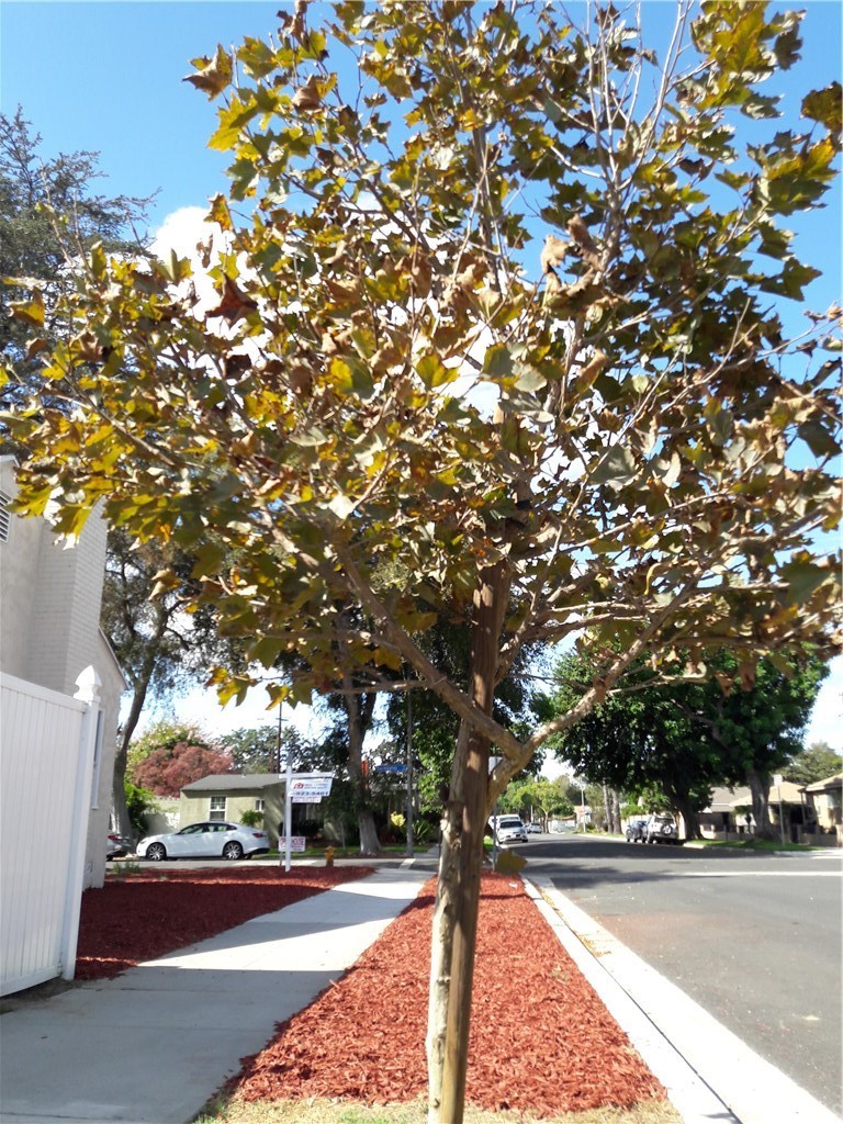 2890 Eucalyptus Avenue Long Beach, CA 90806 - Photo 9 of 44