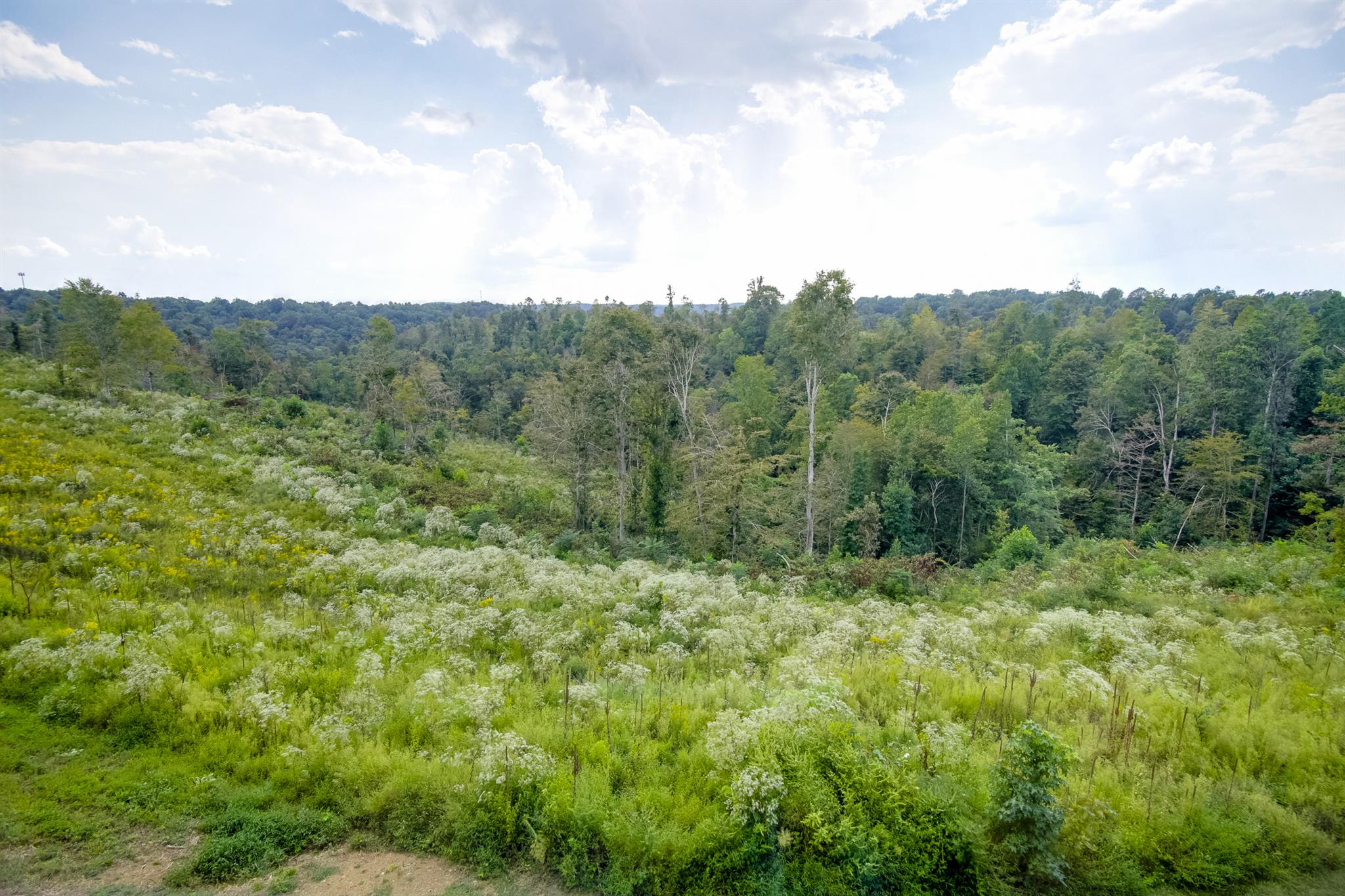 294 Ed Harris Road Ashland City, TN 37015 - Photo 43 of 45