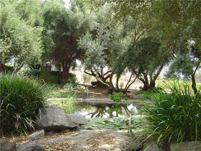 28363 Shady Knoll Road Valley Center, CA 92082 - Photo 24 of 25 Lovely Koi pond with waterfall feature greets you as you approach the home~ Foliage has recently been cut back so does not show at it's very best as we speak~~