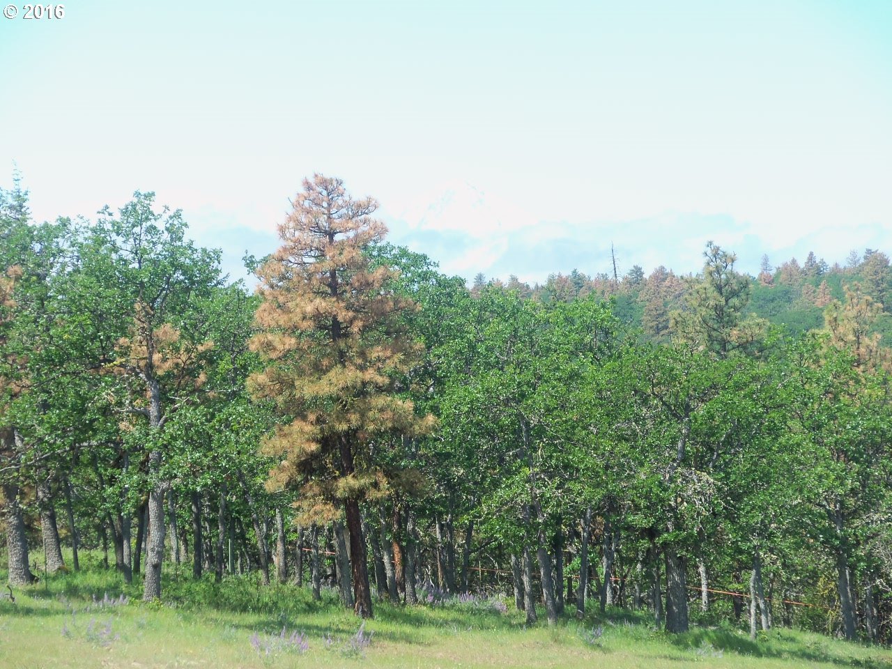 10390 Ridgetop Road Dufur, OR 97021 - Photo 14 of 25 Gallery Image 14