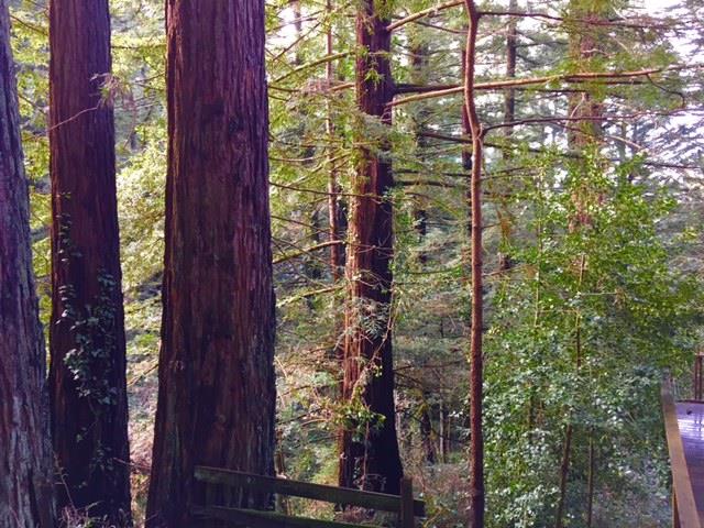 145 Henrik Ibsen Road Woodside, CA 94062 - Photo 6 of 6