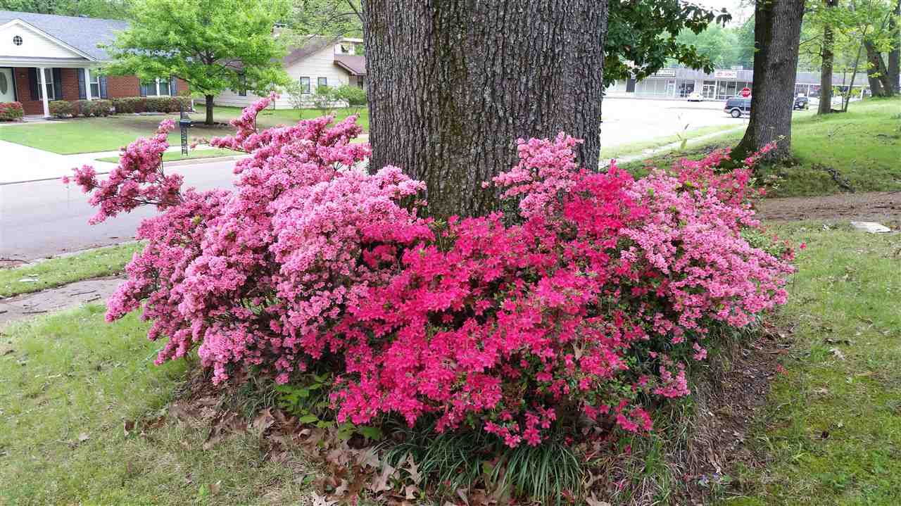 2927 North Star Road Bartlett, TN 38134 - Photo 3 of 25 Azaleas