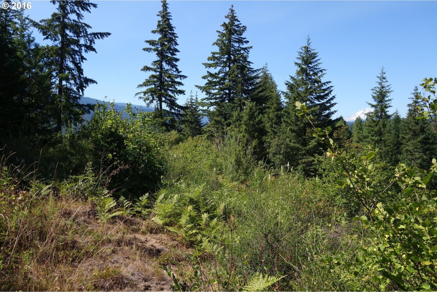 Vista Ridge Road White Salmon, WA 98672 - Photo 6 of 9 Gallery Image 6