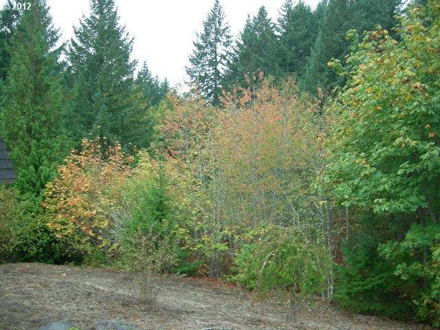 11580 Northwest Rock Creek Road Portland, OR 97231 - Photo 12 of 16 Gallery Image 12