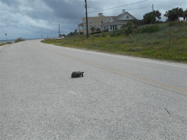 9105 Old A1a South St. Augustine, FL 32080 - Photo 12 of 18