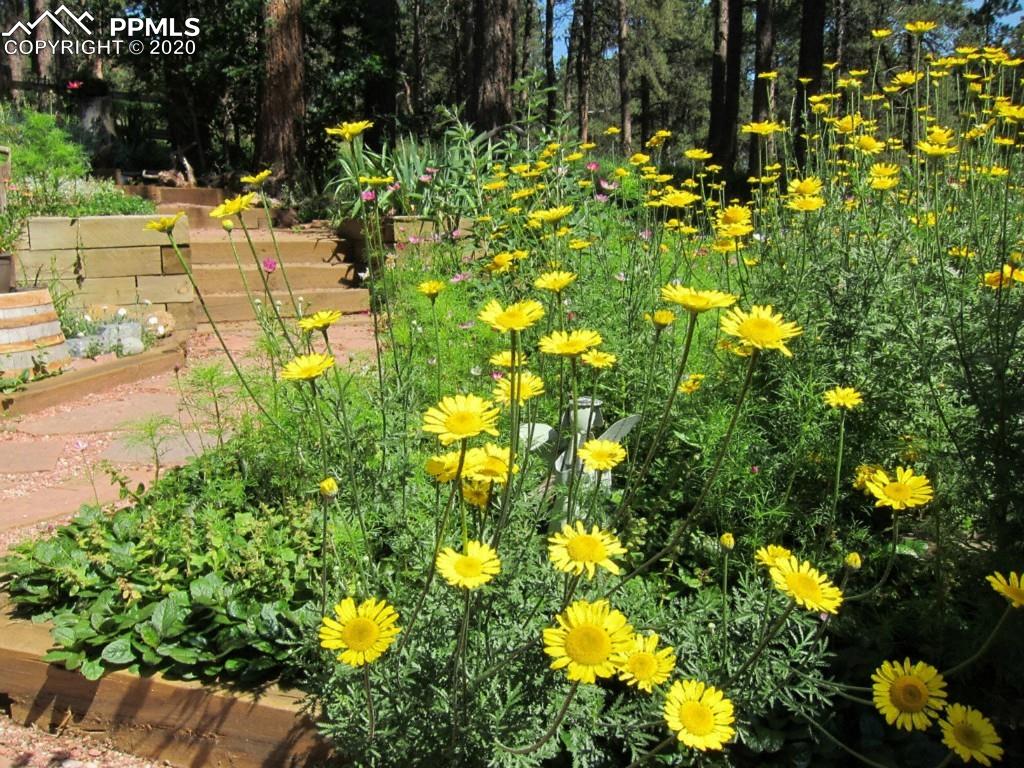 3210 Arena Road Colorado Springs, CO 80921 - Photo 5 of 30 AHH... The beauty of flowers!