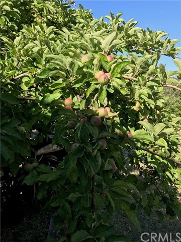 39804 Pine Bench Road Oak Glen, CA 92399 - Photo 26 of 26