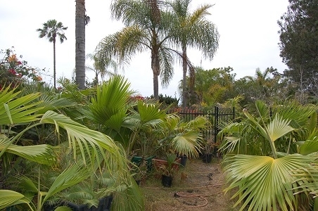 Orpheus Avenue Encinitas, CA 92024 - Photo 9 of 16 Gallery Image 9
