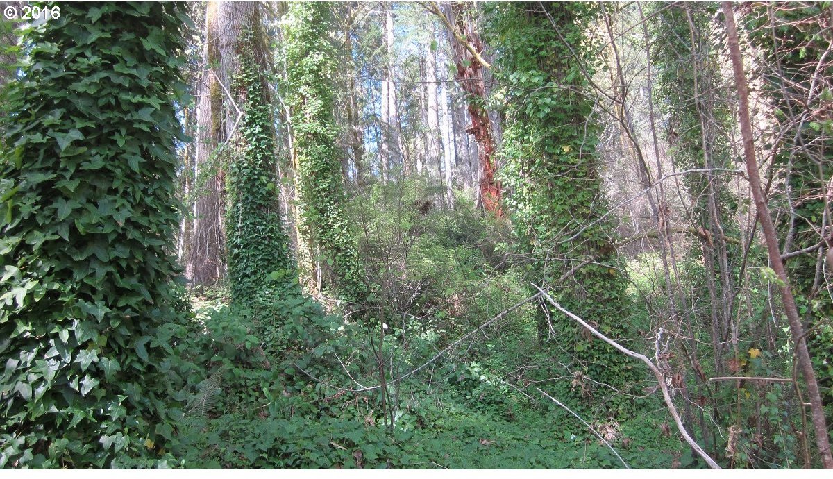 Northeast North Shore Road Belfair, WA 98528 - Photo 12 of 26