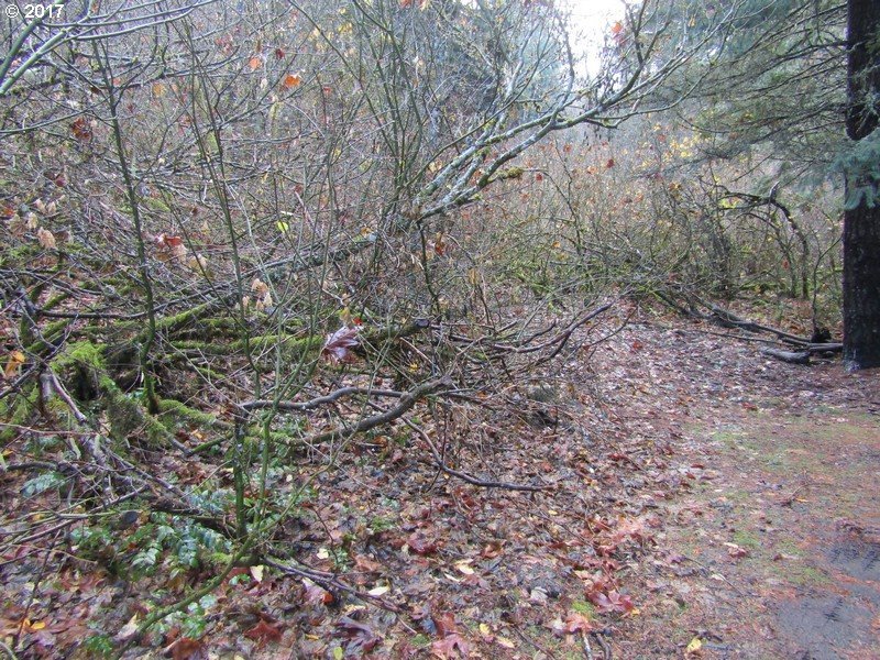 Punch Bowl Rd Mount Hood River, OR 97031 - Photo 3 of 9 Gallery Image 3