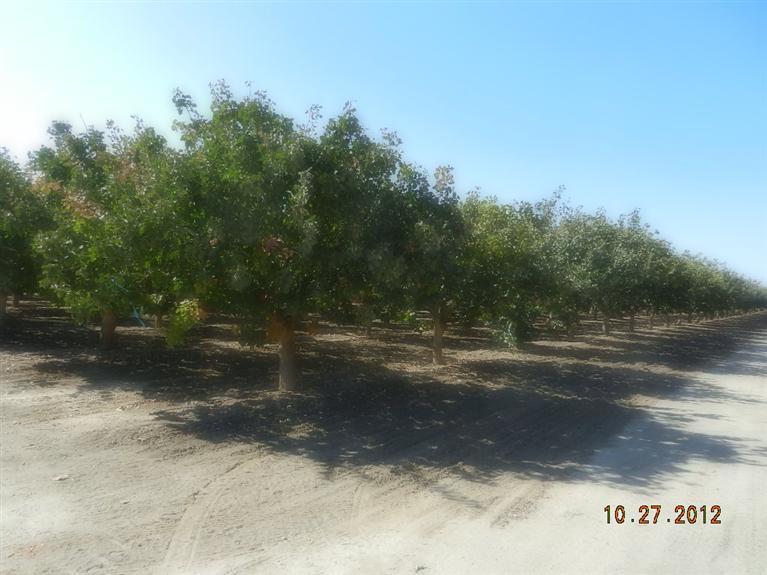 16203 Zerker Road McFarland, CA 93250 - Photo 10 of 12