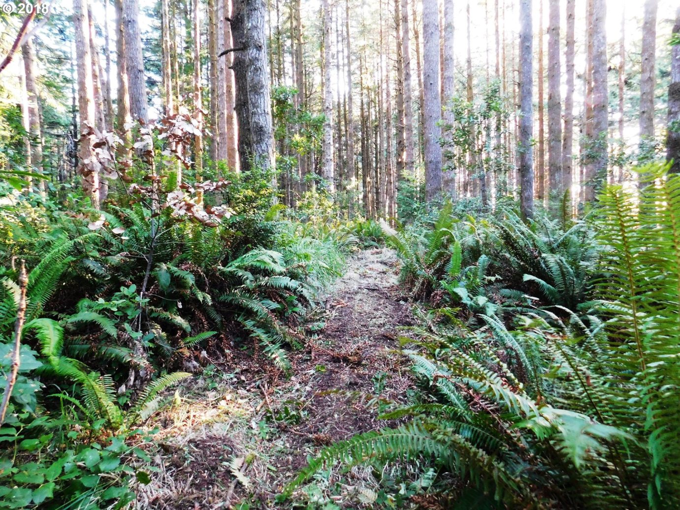 0 Cemetery Loop Road Port Orford, OR 97465 - Photo 1 of 12 Gallery Image 1