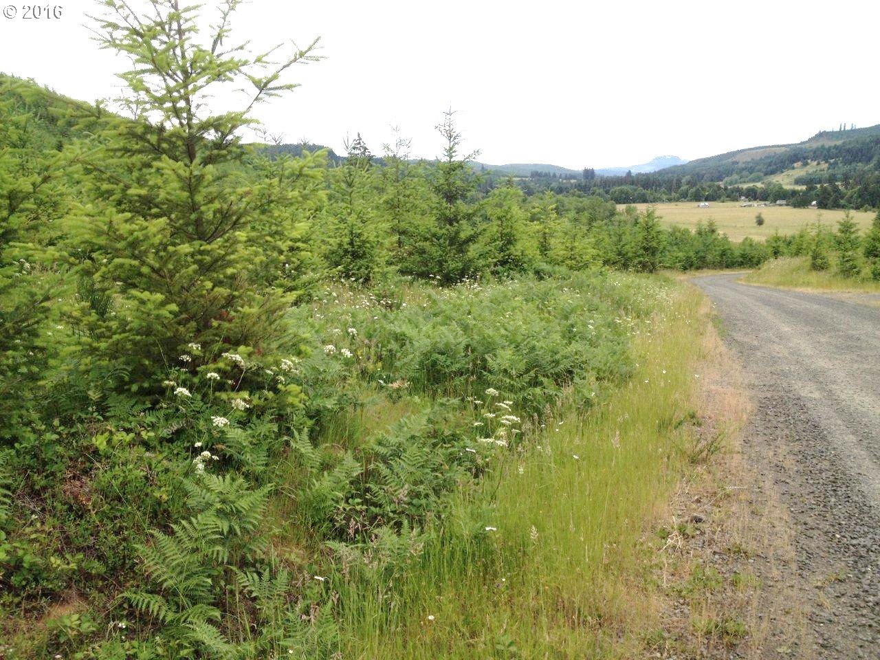 31369 Fireclay Road, Unit LOT#1 Cottage Grove, OR 97424 - Photo 4 of 5