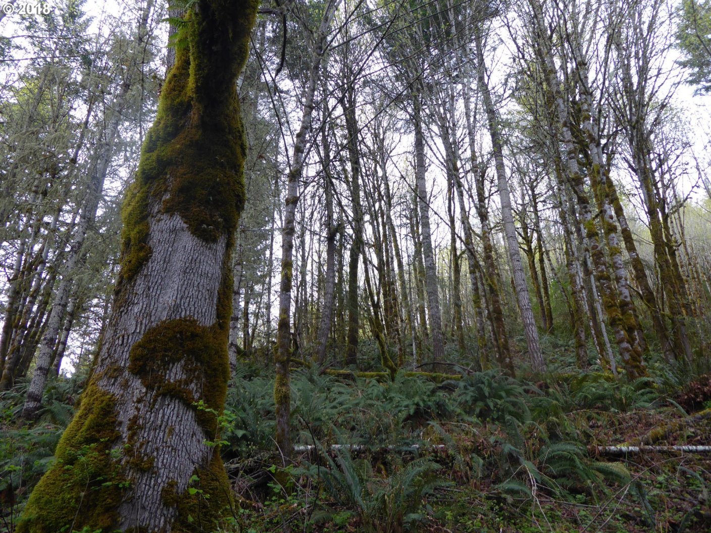 7535 Sawtell Road Sheridan, OR 97378 - Photo 12 of 32 Gallery Image 12