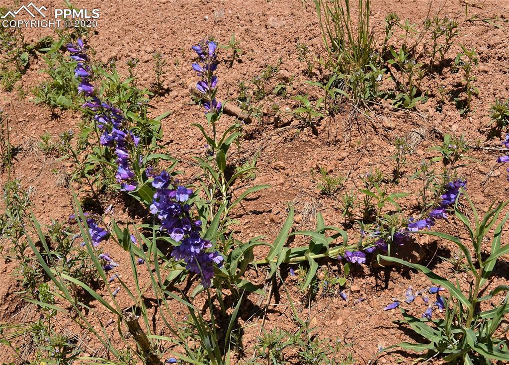 87 Apache Trail Divide, CO 80814 - Photo 20 of 20 More of the flora around Shadow Lake (Lupine?).