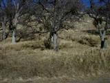 17666 County Park Road Tehachapi, CA 93561 - Photo 2 of 10 Gallery Image 2